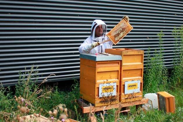 Um die Artenvielfalt zu schützen, hat Noerpel angefangen eigene Bienenvölker anzusiedeln.